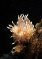   Small Scottish Nudibranch. Canon g11 ss ys110 strobe home made snoot. wet fit macro lens. Nudibranch snoot lens  